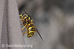 Chrysotoxum fasciatum (F307601) Chrysotoxum fasciatum (F307601)