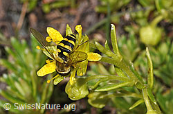 Syrphus vitripennis on Saxifraga aizoides (08.2025, F307605) Syrphus vitripennis on Saxifraga aizoides (08.2025, F307605)