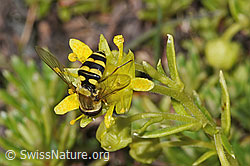 Syrphus vitripennis on Saxifraga aizoides (F307606) Syrphus vitripennis on Saxifraga aizoides (F307606)