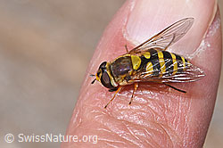 F307614: Grosse Schwebfliege (Syrphus ribesii)