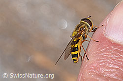 F307616: Grosse Schwebfliege (Syrphus ribesii)