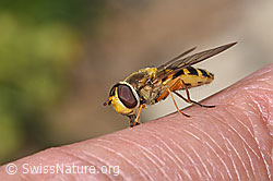 Syrphus ribesii (08.2025, F307617) Syrphus ribesii (08.2025, F307617)