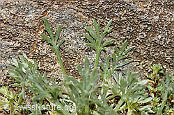 Artemisia umbelliformis (F307622) Artemisia umbelliformis (F307622)