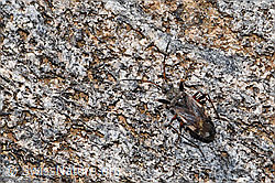 Pachybrachius fracticollis (F307624)