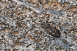 Pachybrachius fracticollis (08.2025, F307625) Pachybrachius fracticollis (08.2025, F307625)