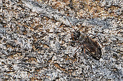 Pachybrachius fracticollis (F307626)