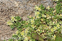 Herniaria alpina (08.2025, F307637) Herniaria alpina (08.2025, F307637)