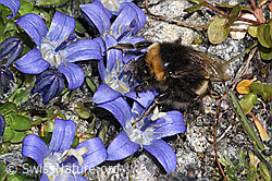 Bombus cryptarum on Campanula cenisia (F307660) Bombus cryptarum on Campanula cenisia (F307660)