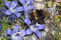Bombus cryptarum on Campanula cenisia (F307661) Bombus cryptarum on Campanula cenisia (F307661)