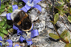Bombus cryptarum on Campanula cenisia (F307664) Bombus cryptarum on Campanula cenisia (F307664)