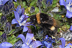 Campanula cenisia