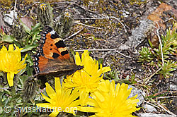 Aglais urticae on Leontodon montanus (F307673) Aglais urticae on Leontodon montanus (F307673)