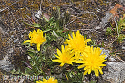 Leontodon montanus (F307674) Leontodon montanus (F307674)
