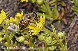 Eristalis tenax on Saxifraga aizoides (F307678) Eristalis tenax on Saxifraga aizoides (F307678)