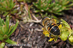 Eristalis tenax on Saxifraga aizoides (F307679) Eristalis tenax on Saxifraga aizoides (F307679)