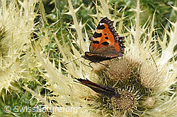 Aglais urticae on Cirsium spinosissimum (F307696)