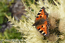 Aglais urticae on Cirsium spinosissimum (F307699)