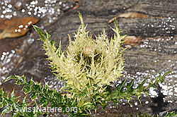 Cirsium spinosissimum. (F307700)