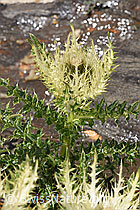Cirsium spinosissimum (08.2025, F307701) Cirsium spinosissimum (08.2025, F307701)