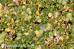 Alpen-Bruchkraut (Herniaria alpina) (F308169)