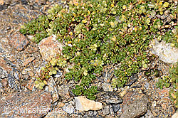 Alpen-Bruchkraut (Herniaria alpina) (F308170)
