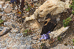 Aglais urticae on Campanula cenisia (F308185) Aglais urticae on Campanula cenisia (F308185)