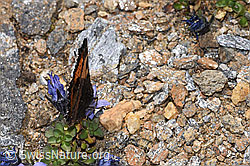 Aglais urticae on Campanula cenisia (F308187) Aglais urticae on Campanula cenisia (F308187)