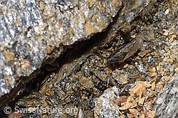 Nysius cymoides (Bodenwanze) (F308203) Nysius cymoides (Bodenwanze) (F308203)