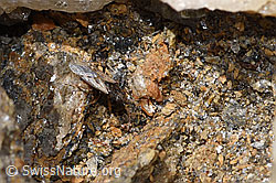 F308207: Nysius cymoides (Bodenwanze)