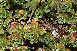 F308212: Nysius cymoides (Bodenwanze)