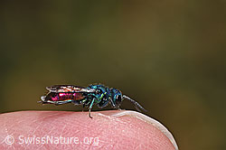 F309490: Chrysis impressa (Goldwespe)
