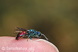 F309491: Chrysis impressa (Goldwespe)