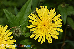 Neu in SwissNature.org: Pyrenäen-Pippau (Crepis pyrenaica)