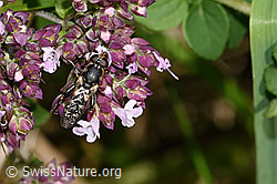 F311383: Gemeine Keulenschwebfliege (Syritta pipiens) auf Echtem Dost (Origanum vulgare)