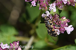 F311386: Gemeine Keulenschwebfliege (Syritta pipiens) auf Echtem Dost (Origanum vulgare)