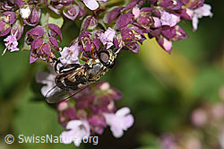 F311387: Gemeine Keulenschwebfliege (Syritta pipiens) auf Echtem Dost (Origanum vulgare)