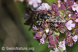 F311388: Gemeine Keulenschwebfliege (Syritta pipiens) auf Echtem Dost (Origanum vulgare)
