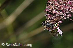 Bienenjagende Knotenwespe (Cerceris rybyensis) auf Echtem Dost (Origanum vulgare) (F311393) Bienenjagende Knotenwespe (Cerceris rybyensis) auf Echtem Dost (Origanum vulgare) (F311393)