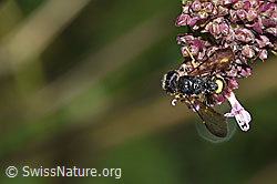 Bienenjagende Knotenwespe (Cerceris rybyensis) auf Echtem Dost (Origanum vulgare) (F311394) Bienenjagende Knotenwespe (Cerceris rybyensis) auf Echtem Dost (Origanum vulgare) (F311394)
