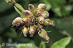 F311406: Amerikanische Mauerwespe (Sceliphron caementarium)