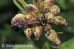 F311407: Amerikanische Mauerwespe (Sceliphron caementarium)