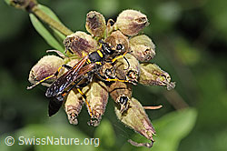 F311408: Amerikanische Mauerwespe (Sceliphron caementarium)