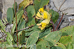 Anthyllis vulneraria ssp. alpestris (F312982)