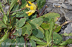 Anthyllis vulneraria ssp. alpestris (F312984)