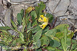 Anthyllis vulneraria ssp. alpestris (F312985)