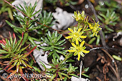 Saxifraga aizoides (F313039)