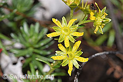 Saxifraga aizoides (F313040)