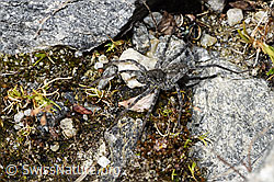 Pardosa saturatior (Wolfspinne) (09.2025, F314299)