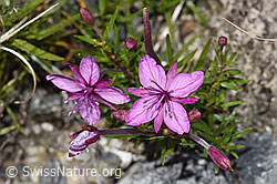 F314307: Fleischers Weidenröschen (Epilobium fleischeri)