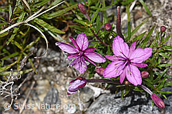 F314308: Fleischers Weidenröschen (Epilobium fleischeri)